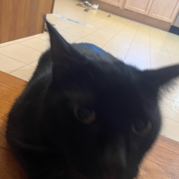 Meet your Posher, Michaela ft. Manny - Picture 5 of 11